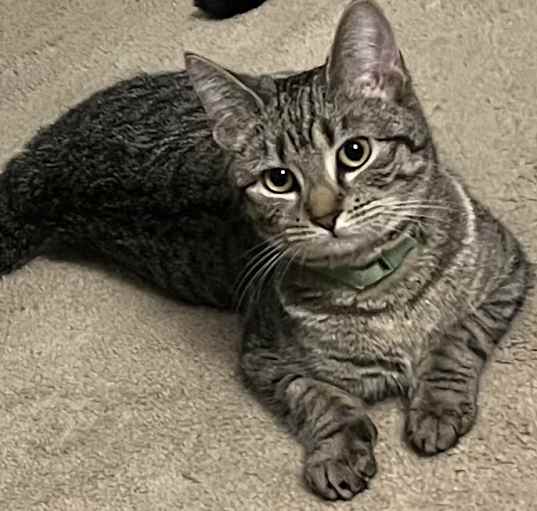 Photo of Fern