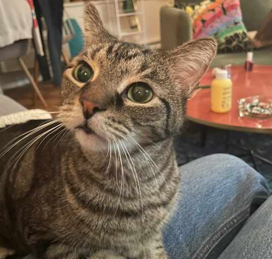 Photo of Teddy