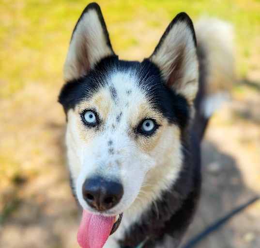 Photo of Loki the Adventurer