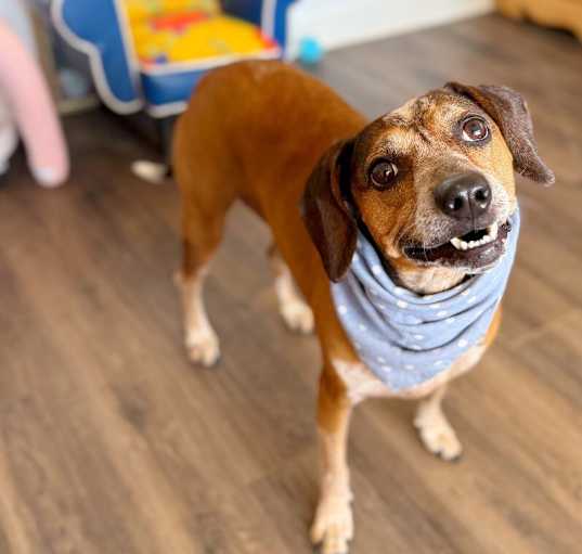 Photo of Kelley Cutie BeagleWeenie