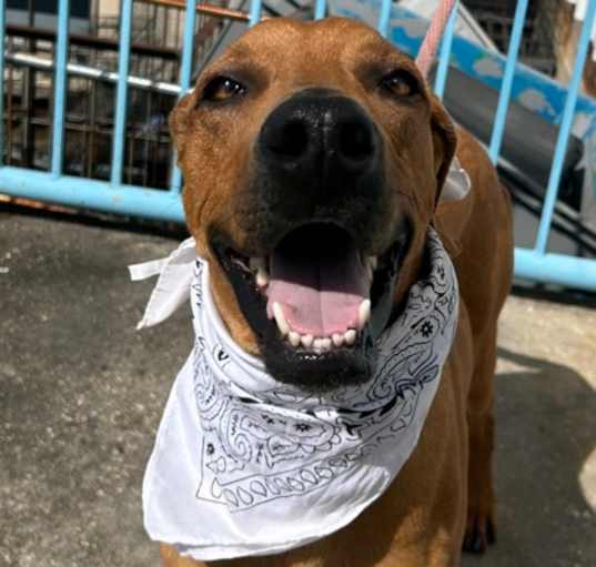 Photo of Rowdy