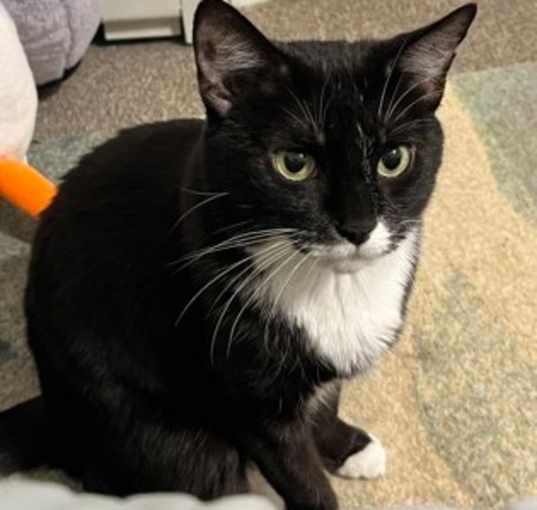 Photo of Felicia - Available in Foster