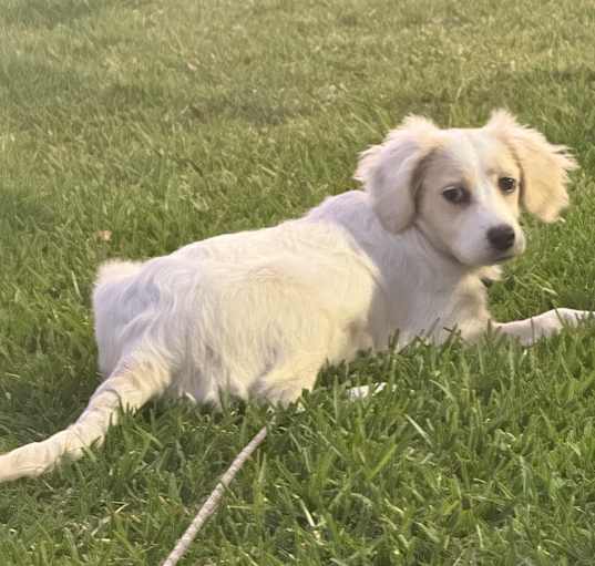 Photo of Stella