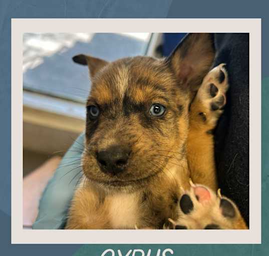 Photo of CYRUS