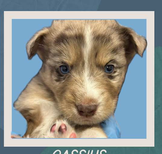 Photo of CASSIUS