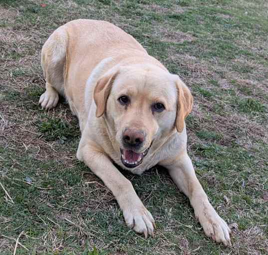 Photo of Goldie