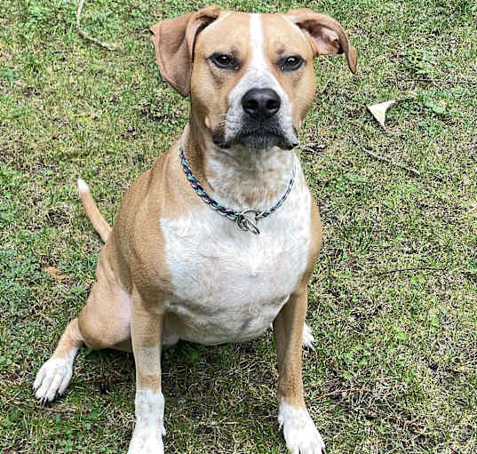 Photo of Scout