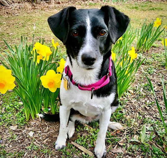 Photo of Daisy (VA)