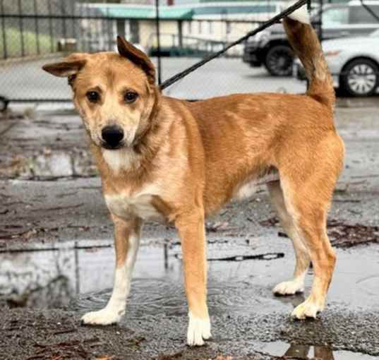 Photo of Rooster A431820