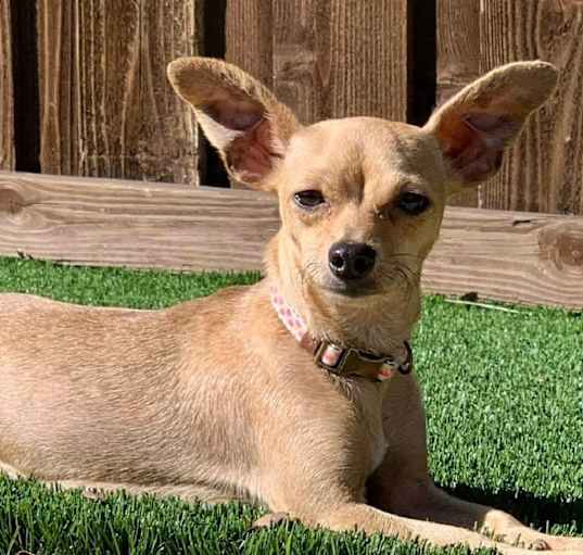 Photo of Coco