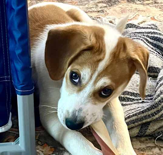 Photo of Ollie