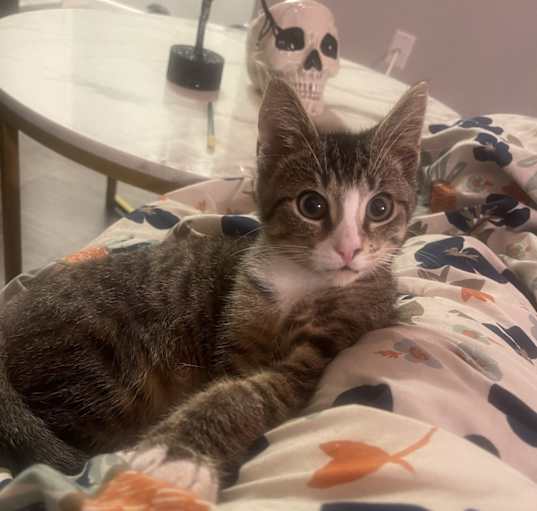 Photo of Chat