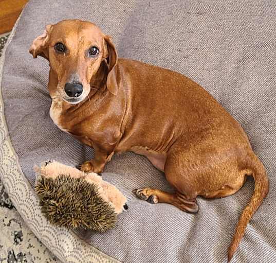 Photo of Peanut