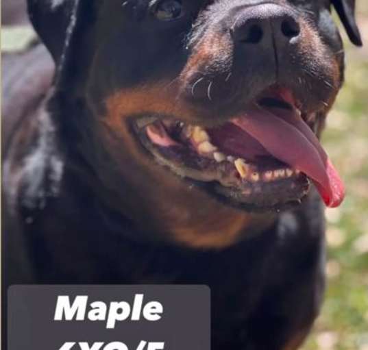 Photo of Mable