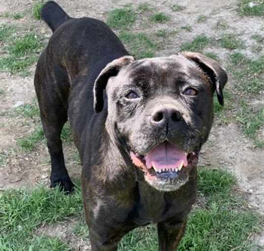Photo of Dog