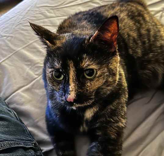 Photo of Elvie
