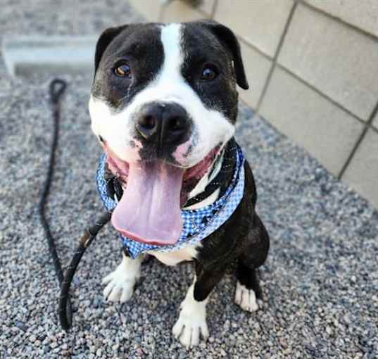 Photo of ROMEO
