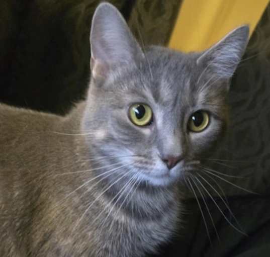 Photo of Cinder