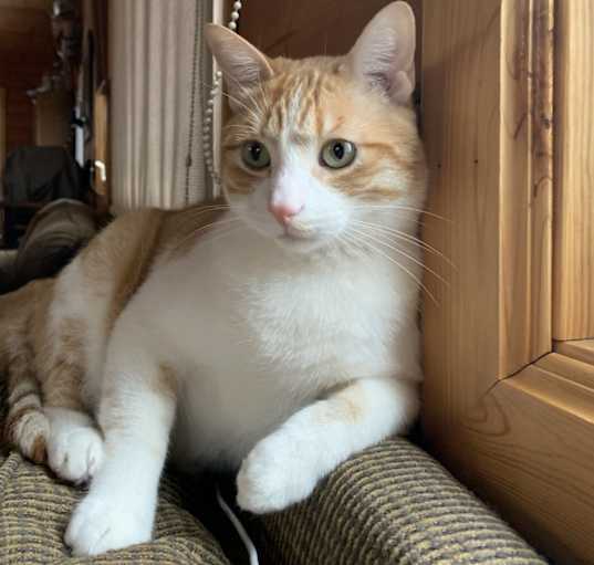 Photo of Papaya