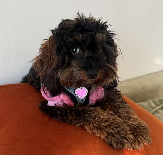Photo of Gia