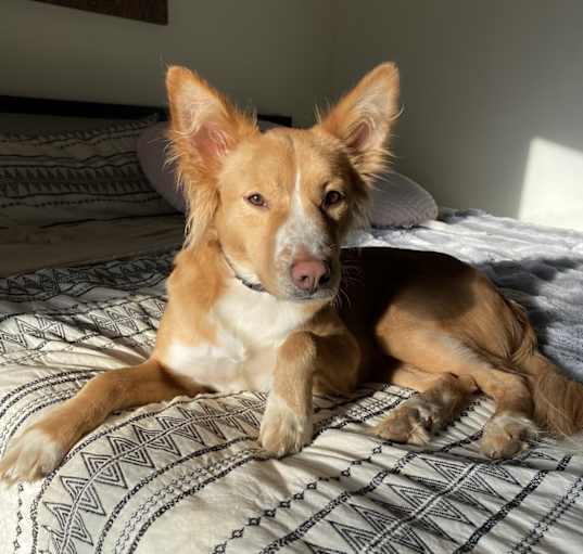 Photo of Freya