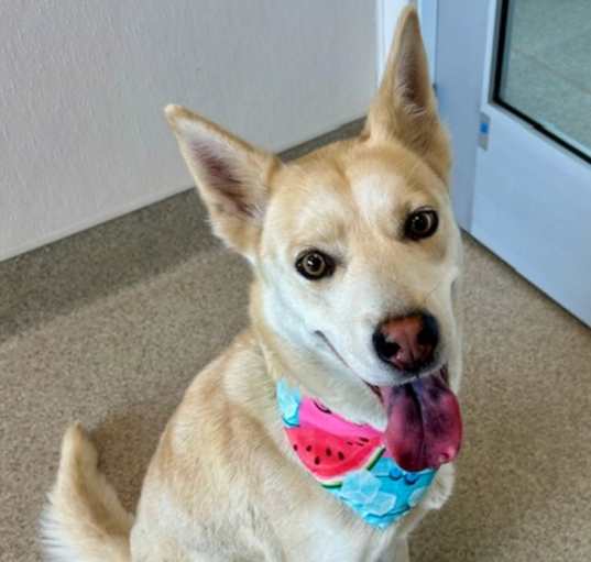 Photo of Juniper