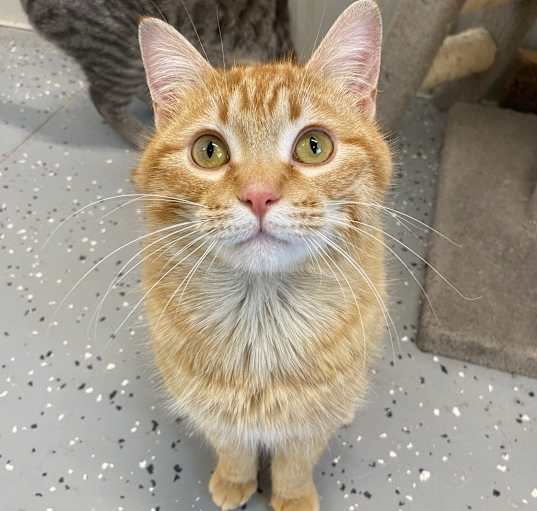 Photo of Buddy