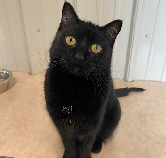 Photo of Salem