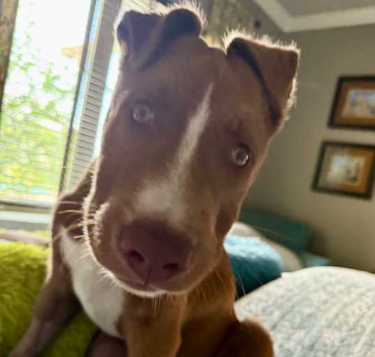 Photo of Kodi