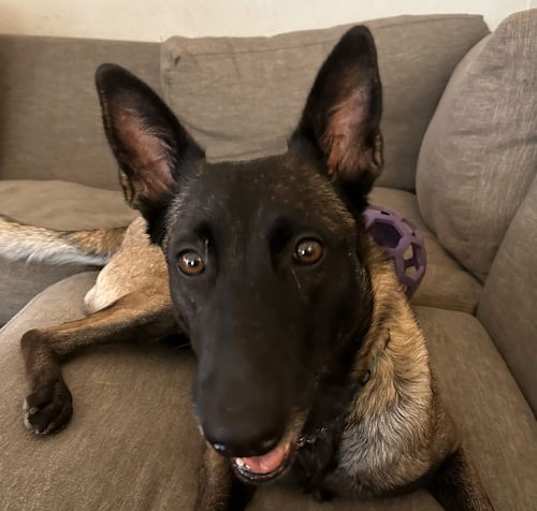 Photo of Bella - TX