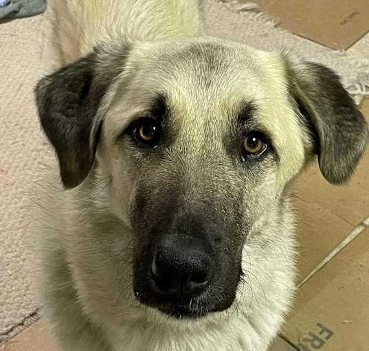 Photo of Charlie
