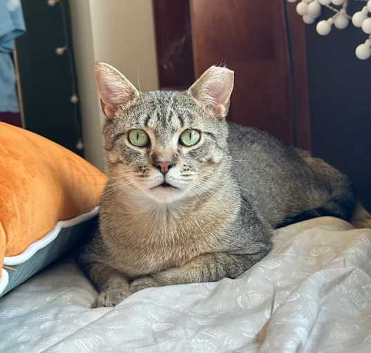Photo of Tank