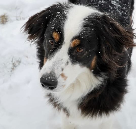 Photo of Luna