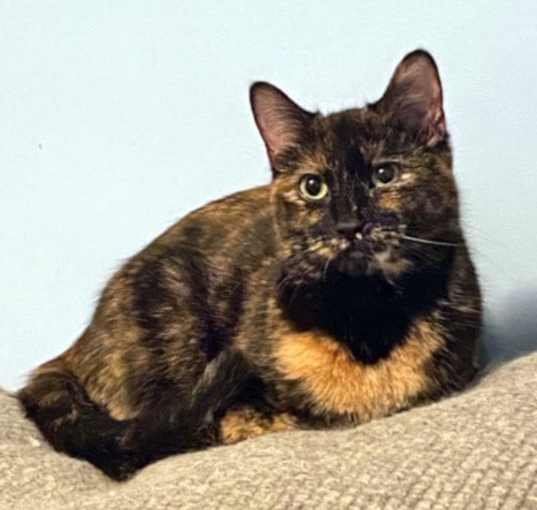 Photo of Ember