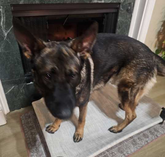 Photo of Zeus