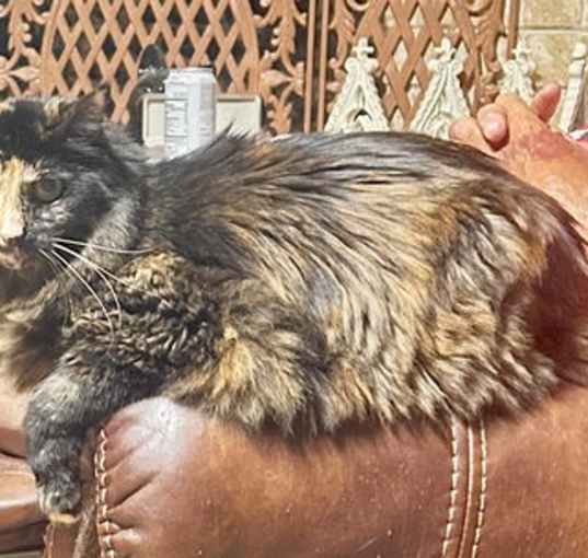 Photo of Miss Priss