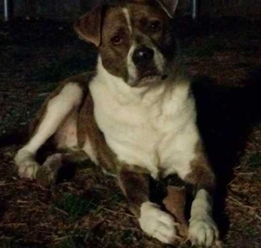 Photo of Boomer