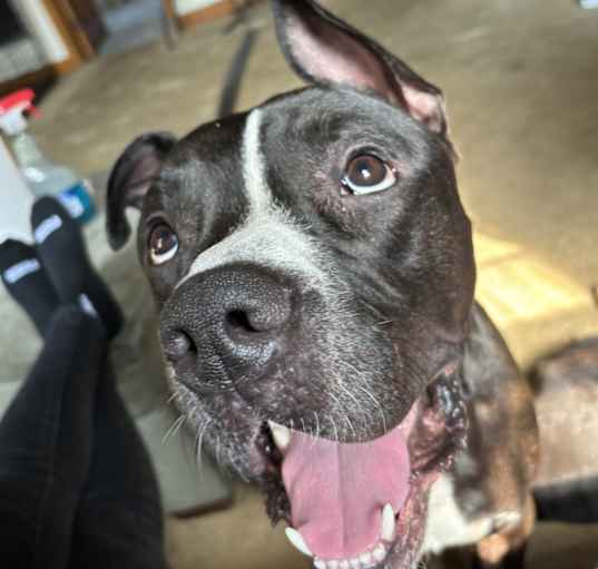 Photo of Brody