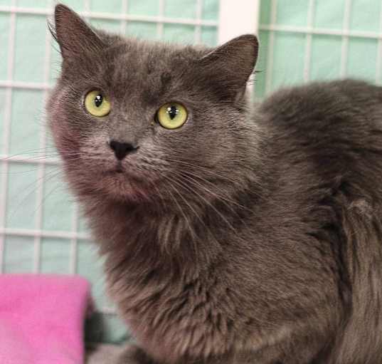 Photo of Smokey