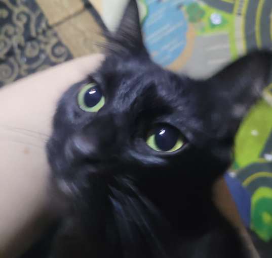 Photo of Obsidian