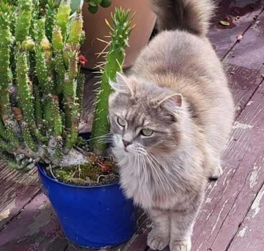 Photo of Grizabella
