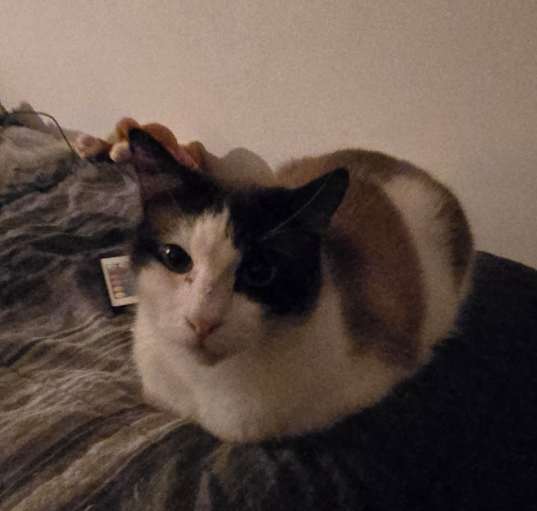 Photo of Podge