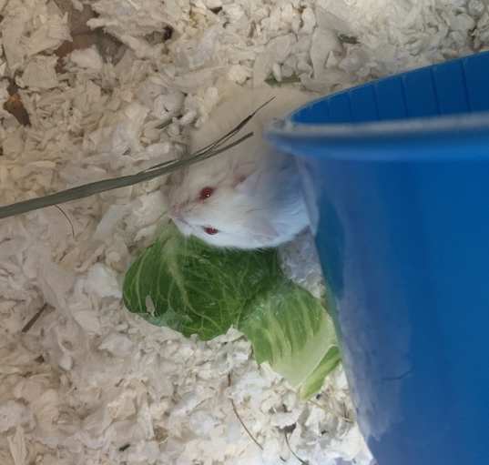 Photo of Ayame Baby Boy 1