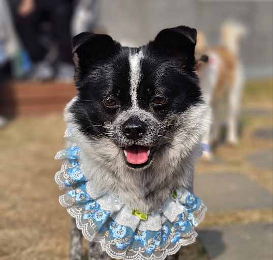 Photo of Roni