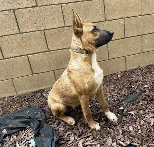 Photo of Koda