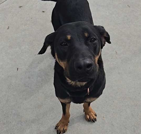 Photo of Niko