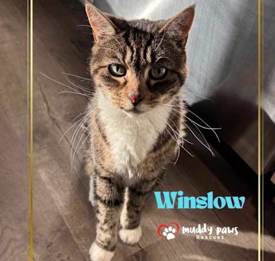 Photo of Winslow (Courtesy Post)