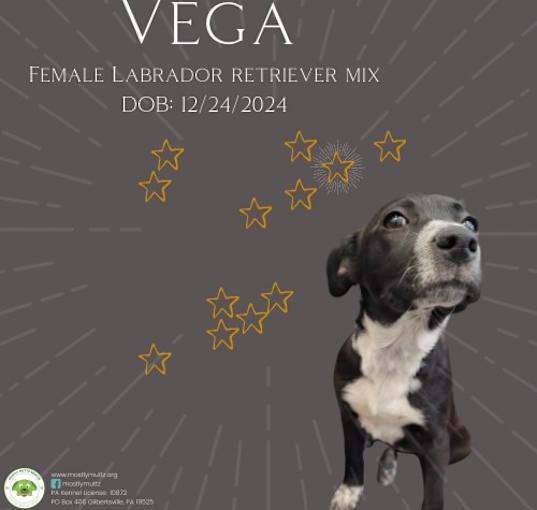 Photo of Vega