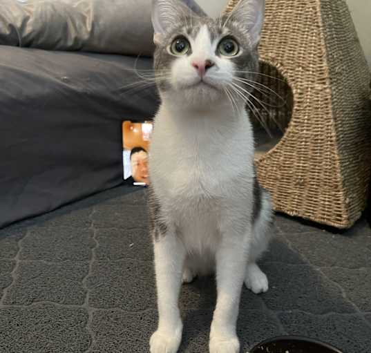 Photo of Sesame