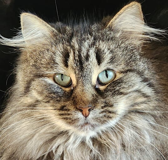 Photo of Sweetie
